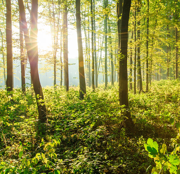 skog massivträ